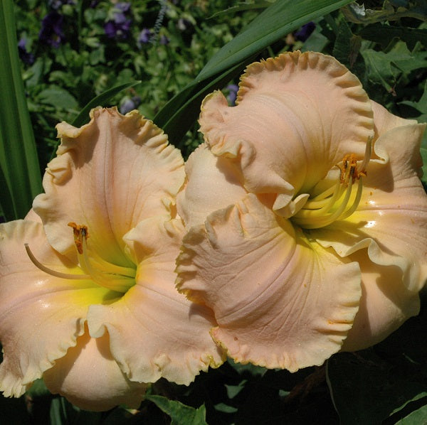 Linda's Magic is an early midseason, pink self daylily from Sterrett Gardens