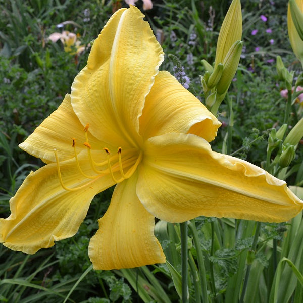 Look Here Mary is a midseason, large, yellow self daylily from Sterrett Gardens with fragrant, Award of Merit 2011