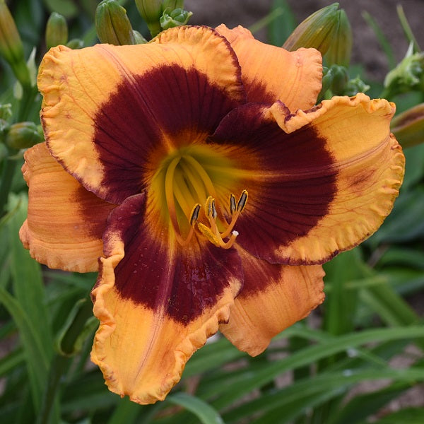 Lord Trickster is a mid-late, orange gold daylily from Sterrett Gardens with velvety wine eye