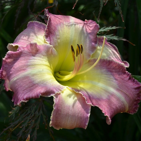 Lost in the Toy Store is a mid-late lavender blend daylily from Sterrett Gardens with cream midrib, dark lavender edge, wide cream throat