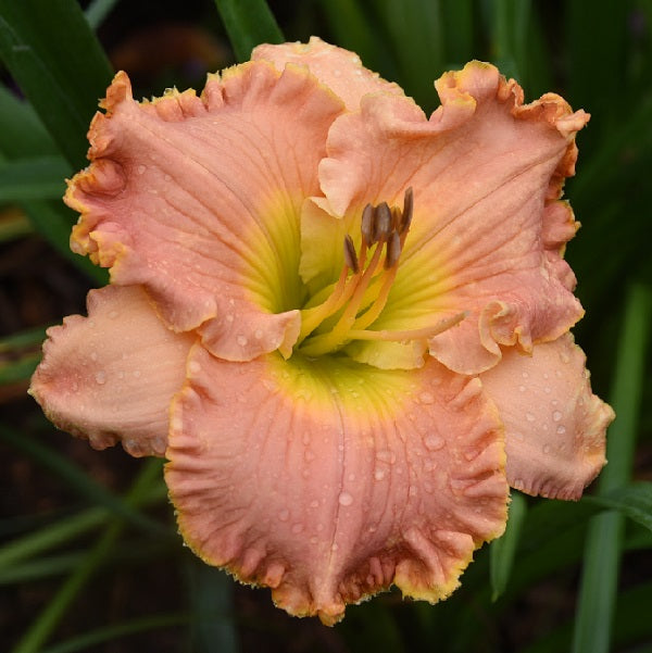 Lucky Kiss is a midseason, coral daylily from Sterrett Gardens with chartreuse watermark and edge