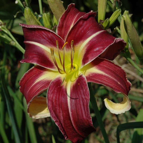 Lucky Streak is a mid-late, large, reddish purple daylily from Sterrett Gardens with white midrib and edge, very fragrant, UF (Cascade), Honorable Mention Award 2012