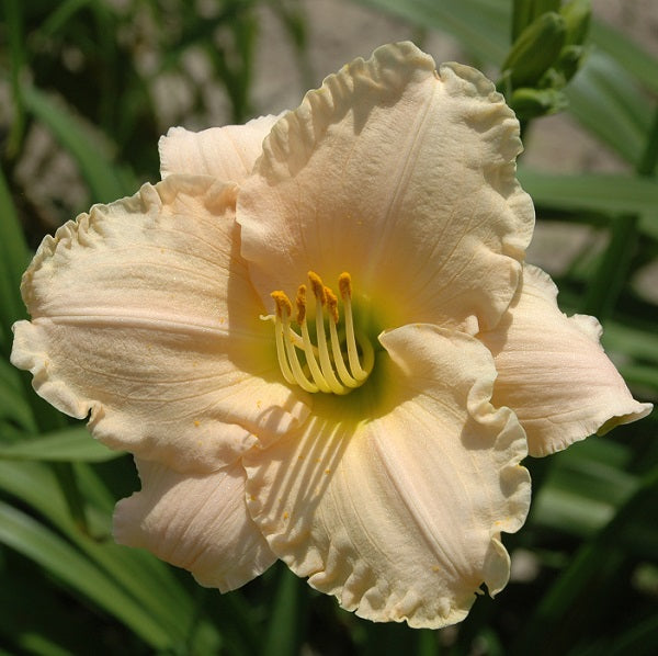 Lullaby Baby is an early midseason, short, small light pink daylily from Sterrett Gardens that is fragrant, Award of Merit 1983