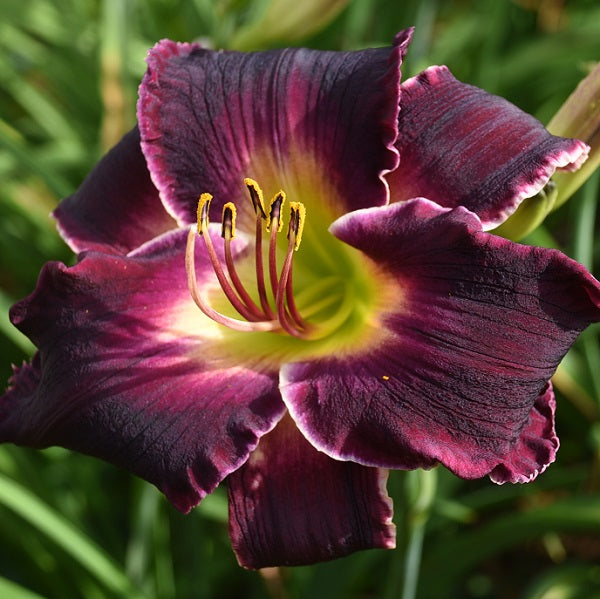 Lydia's Regal Robe is an early midseason, purple daylily from Sterrett Gardens with lighter eye, pearl edge, fragrant