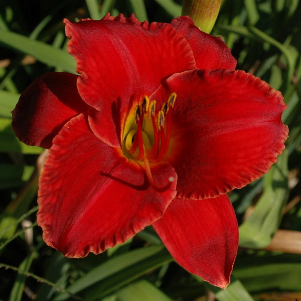 Madame Ruby is a late, short, deep ruby self daylily from Sterrett Gardens with