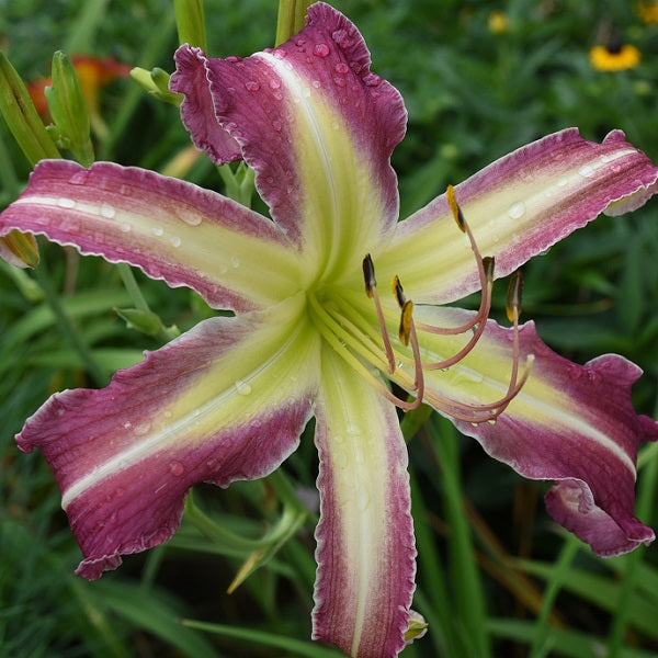 Made is Virginia is an early midseason, tall, large reddish lavender daylily from Sterrett Gardens with cream midribs, ruffled cream edge