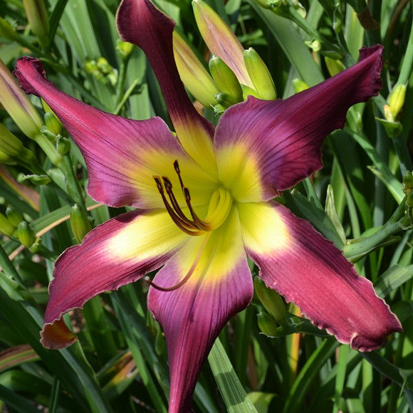 Magenta Mist is a mid-late, large, magenta daylily from Sterrett Gardens with lighter watermark, UF (crispate-cascade)