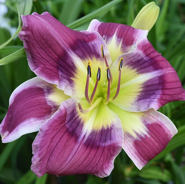 Magic Bullet is a midseason, short, multicolored rose lavender daylily from Sterrett Gardens with matching eye, cream edge, fragrant