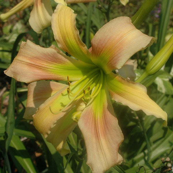 Magic of Oz is midseason, large, yellow pink blend daylily from Sterrett Gardens with rose eye, spider (4.0:1) Award of Merit 2001