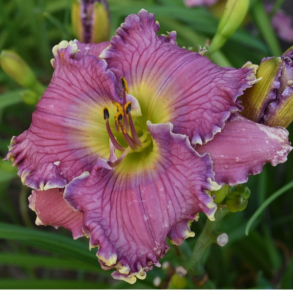 Magnetic Springs is an early midseason, orchid blend daylily from Sterrett Gardens with jagged white edge,
