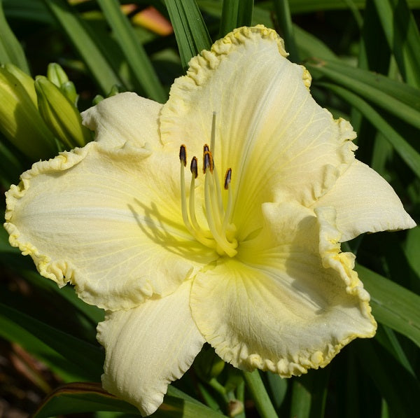 Mal is a midseason, large, cream white daylily from Sterrett Gardens with gold filigree edge, fragrant