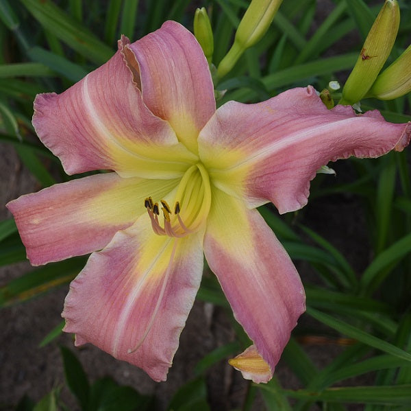 Mama's Pajamas is a midseason, large, medium pink daylily from Sterrett Gardens with darker eye, UF (crispate)