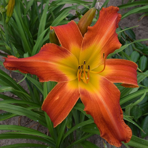 Marie Kase is a midseason, tall, large hot orange daylily from Sterrett Gardens with darker orange halo, fragrant