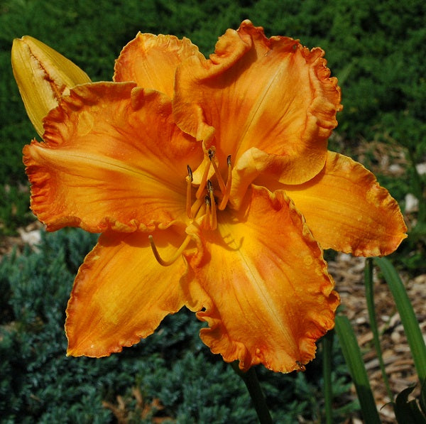 Matthew Kaskel is an early midseason, large, glowing orange daylily from Sterrett Gardens with deeper eye