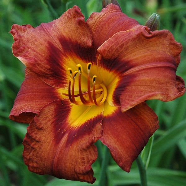 Matthew Martin is an early midseason, brown self daylily from Sterrett Gardens awarded Honorable Mention Award 2016