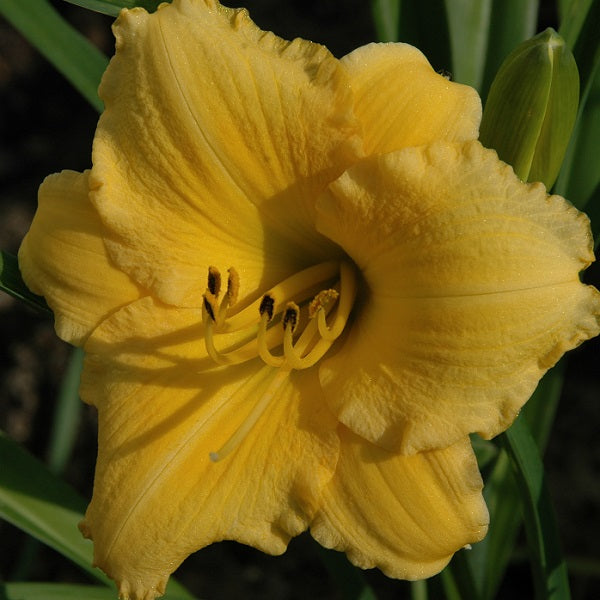 Meme's Sunshine is an early midseason, small golden yellow daylily from Sterrett Gardens