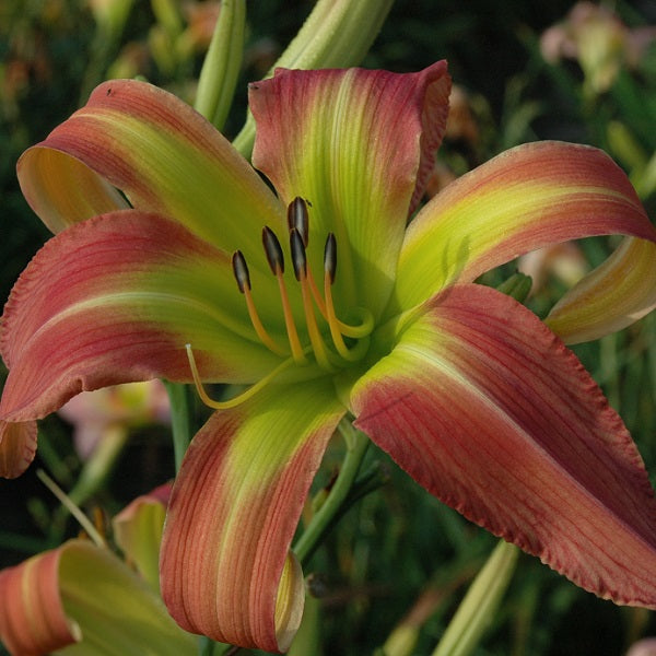 Memories of Oz is a midseason, tall, large pink daylily from Sterrett Gardens with darker eye, spider (4.2:1)