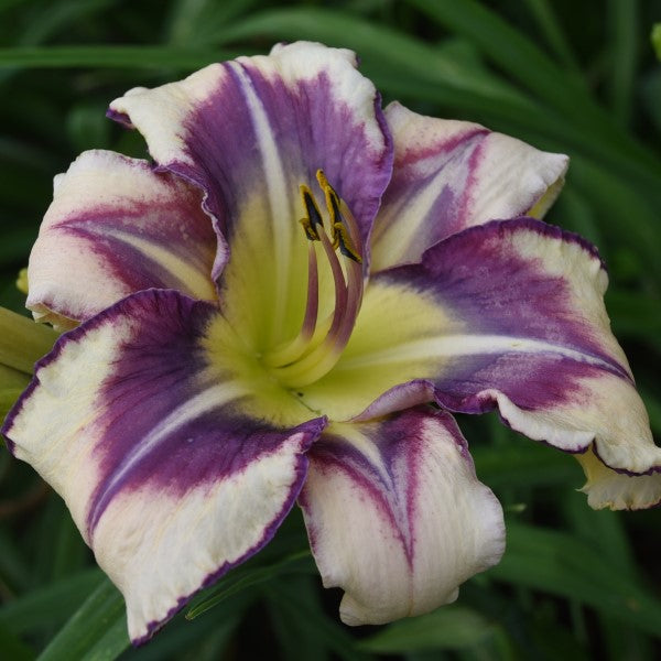 Mermaid City is a midseason, cream daylily from Sterrett Gardens with complex cerise and blue eye, white midribs