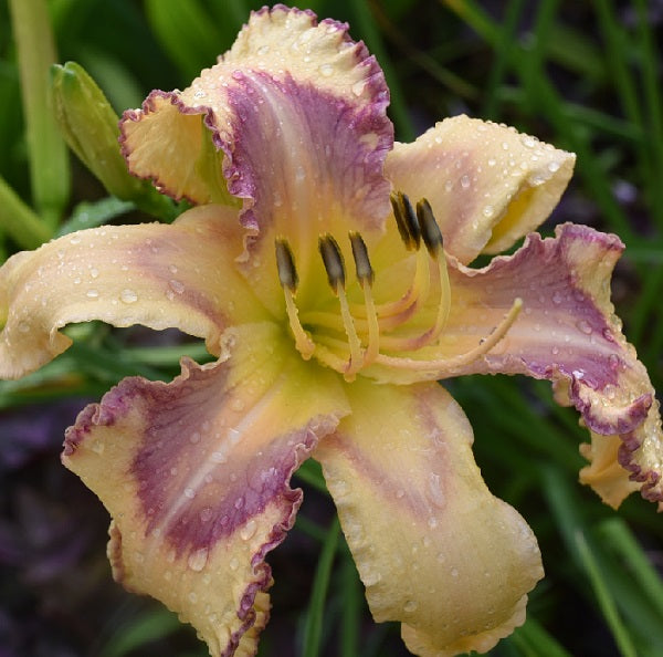 Mermaid Harbor is a midseason, beige daylily from Sterrett Gardens with complex sepia and metallic eye
