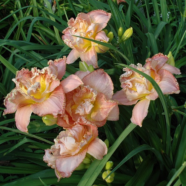 Merry Morgan is an early midseason, short, pink yellow blend daylily from Sterrett Gardens with yellow edge, double (99%)
