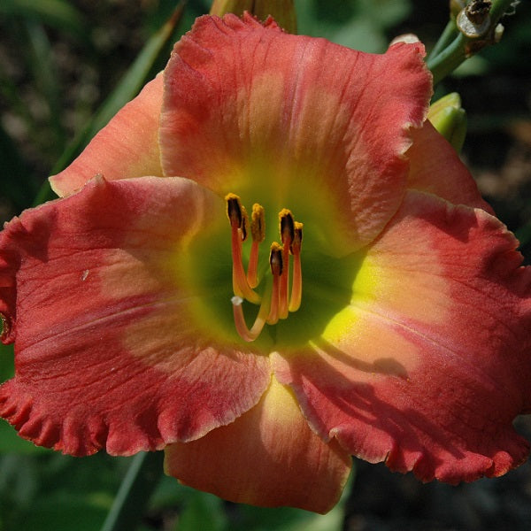 Message of Love is a mid late, sunset rose blend daylily from Sterrett Gardens