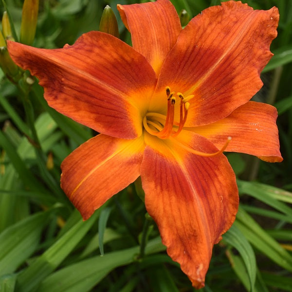 Miami Hot is a midseason, large, orange daylily from Sterrett Gardens with red eye, UF (crispate)