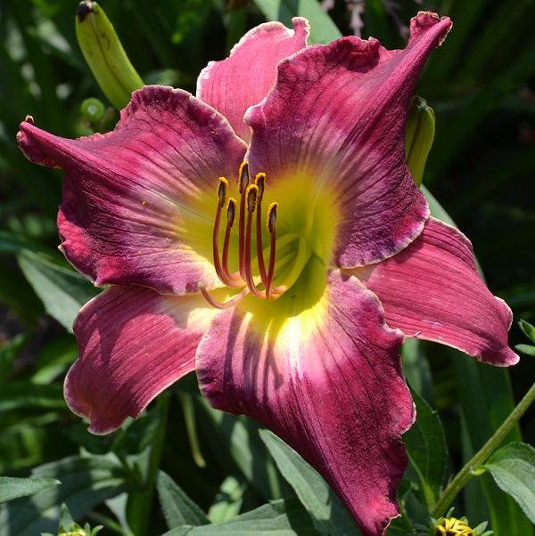 Midnight Confession is a midseason, velvet purple daylily from Sterrett Gardens with pink watermark, cream picotee, fragrant