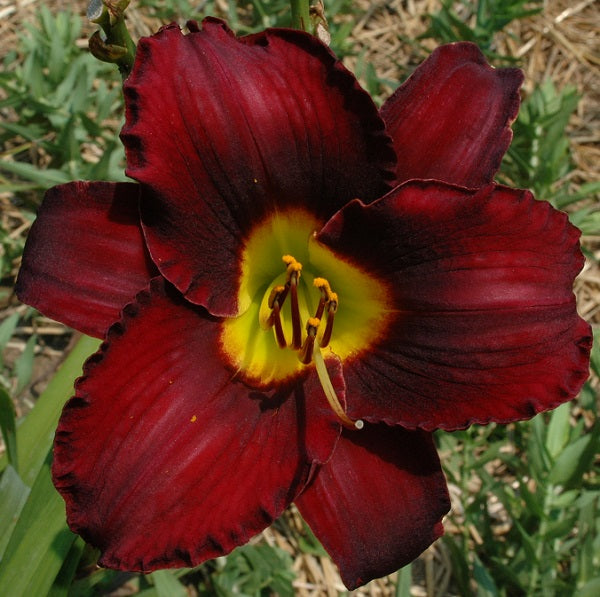 Midnight Magic is an early midseason, black red daylily from Sterrett Gardens with Award of Merit 1986