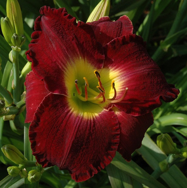 Midseason, dark purple self, very fragrant, Honorable Mention Award 2001