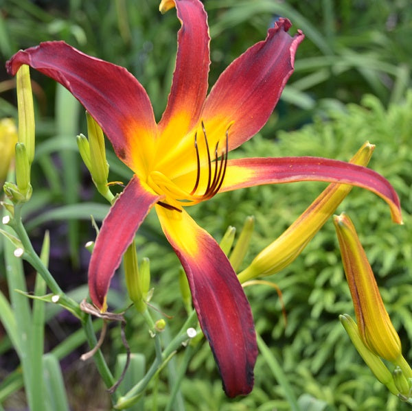 Midnight in Oz is a midseason, burgundy red daylily from Sterrett Gardens that is a spider (4.25:1)