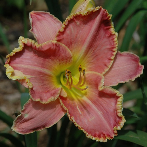 Miracle Edge is an early midseason, cherry red daylily from Sterrett Gardens with faint red eye, fragrant