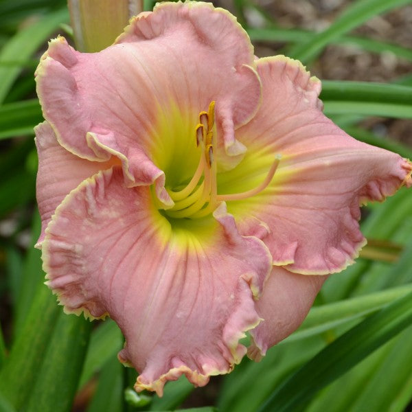 Miss Marie is a midseason, medium pink daylily from Sterrett Gardens with lavender blush, fragrant