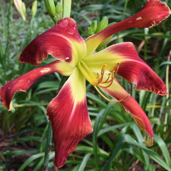 Miss Mayhem is a mid-late, tall, large, red daylily from Sterrett Gardens with darker red band, fragrant, UF (spatulate)