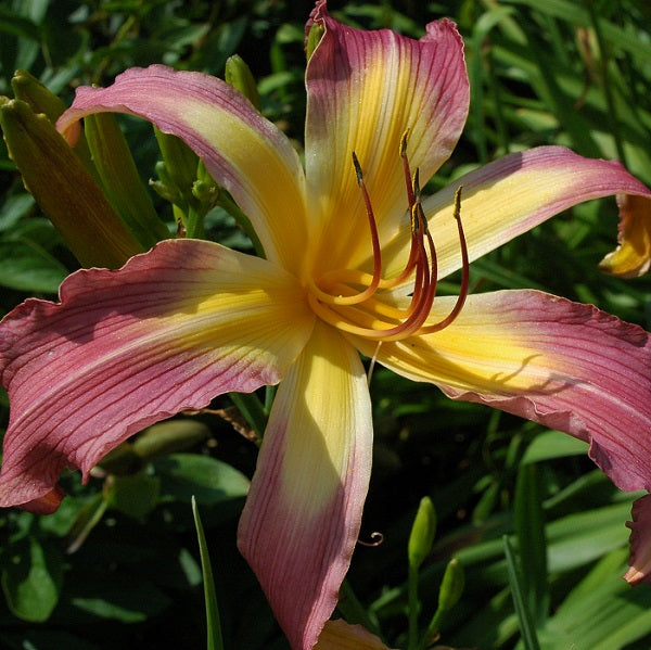 Miss Piggy's Hot Pink is a midseason, large, hot pink daylily from Sterrett Gardens that is fragrant, UF (cascade)