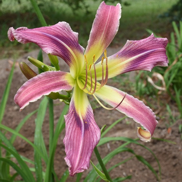 Mobjack Night Shade is an early, large, lavender to purple daylily from Sterrett Gardens with UF (crispate)
