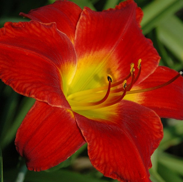 Mohican Chief is a midseason, red daylily from Sterrett Gardens