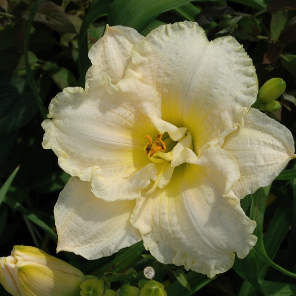 Monica Marie is an early midseason, short, near white daylily from Sterrett Gardens with ruffled, fragrant, Award of Merit 1991