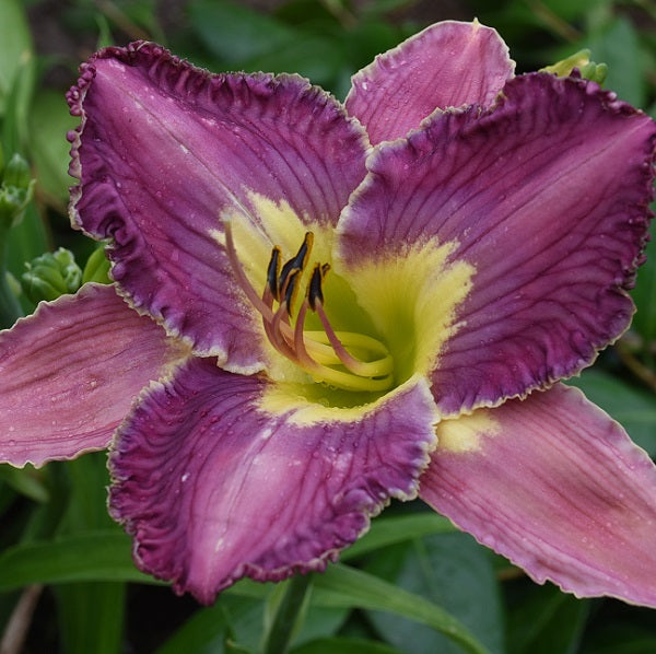 Mutiny on the Bounty is an early midseason, tall, mid lavender daylily from Sterrett Gardens with appliqued pattern, fragrant