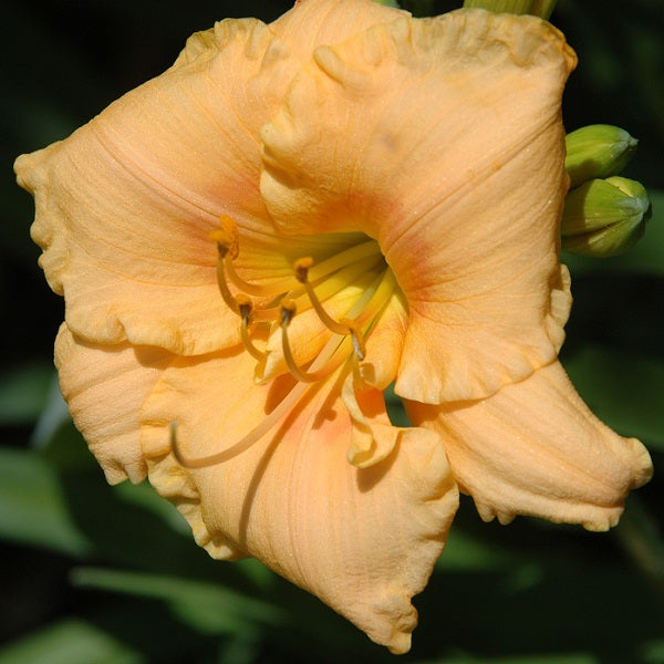 My Pet is an early, short, small, beige daylily from Sterrett Gardens with red eye, fragrant