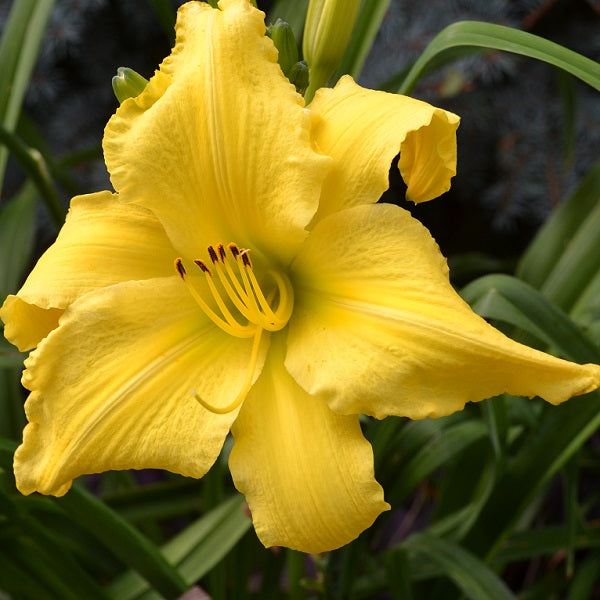 Mystic Maize is a late, tall, light yellow daylily from Sterrett Gardens with unusual form (crispate)