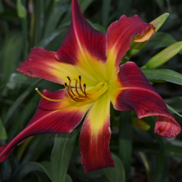 Mystic Pizza is a midseason, large red daylily from Sterrett Gardens with unusual form (crispate), Honorable Mention Award 2012