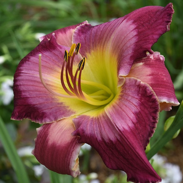 Nature's Artwork is an early midseason, burgundy wine red daylily from Sterrett Gardens with light pink watermark