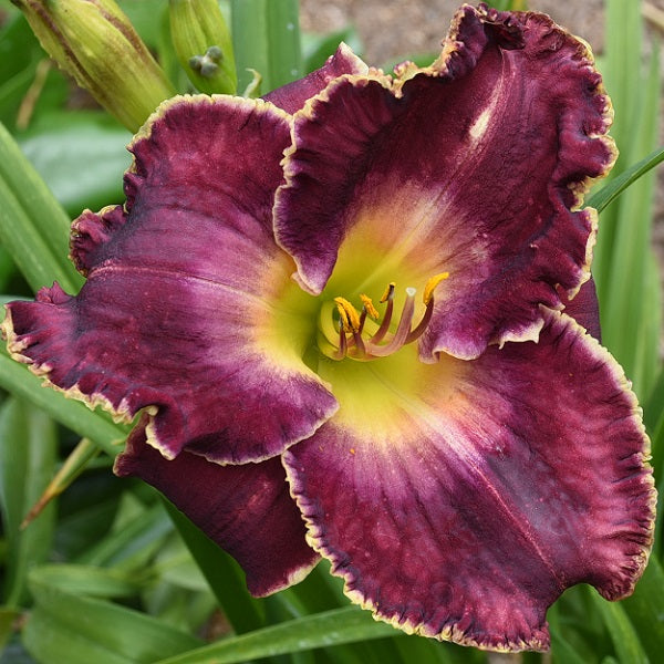 New Day Dawning is a midseason, royal purple blend daylily from Sterrett Gardens with lighter lavender purple eye and fine yellow edge