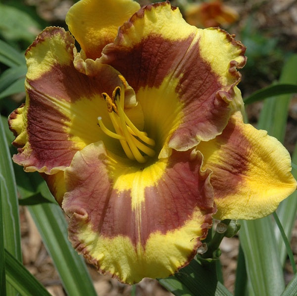 New Paradigm is an extra early yellow daylily from Sterrett Gardens with appliqued burgundy eye and GT