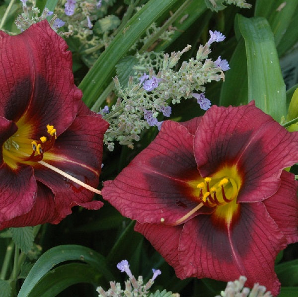 Night Dreams is a midseason, short, deep red purple daylily from Sterrett Gardens with black eye, Honorable Mention Award 2000