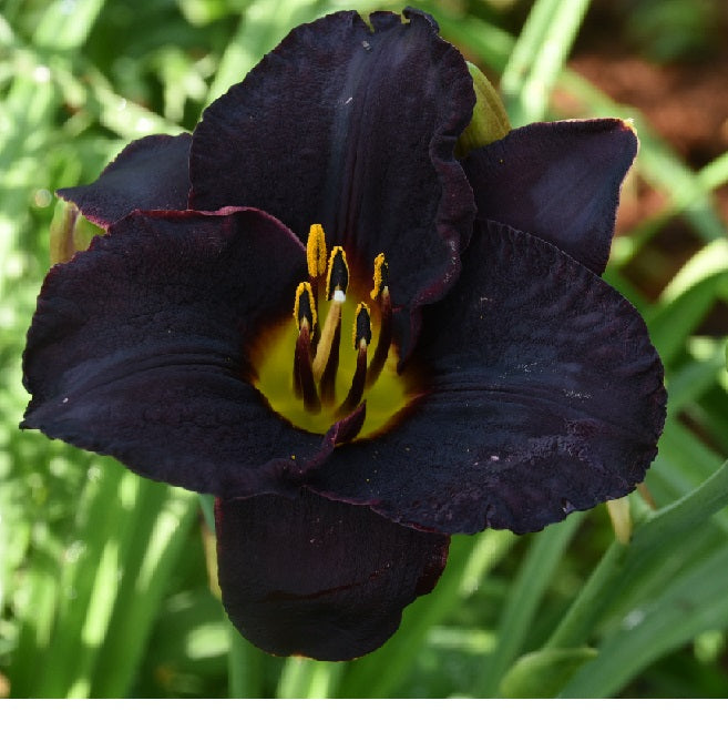 Midseason, near black