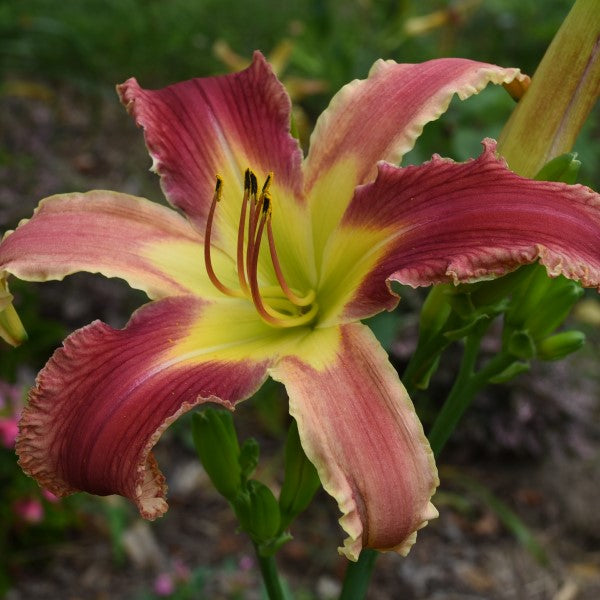 Nita Leland is a midseason, rose pink, paler pink bitone daylily from Sterrett Gardens with rose pencil eye, ruffled creamy baby baby pink edge