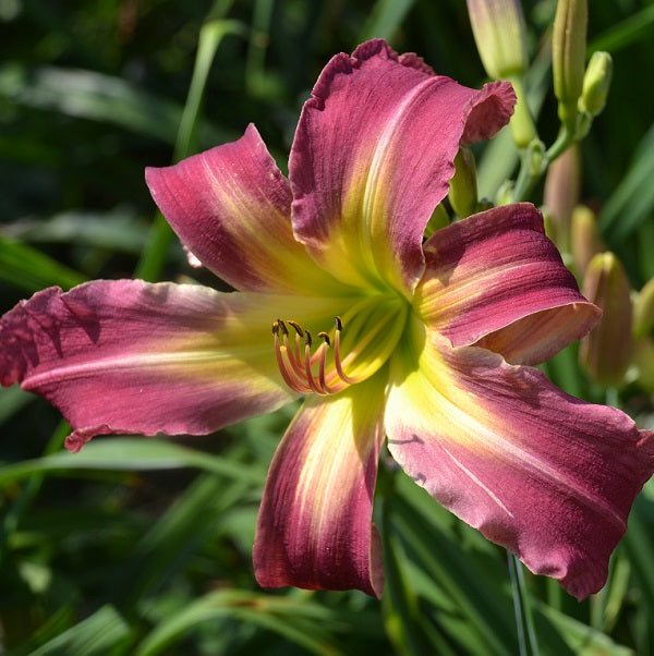 No Place Like Home is a midseason, magenta purple self daylily from Sterrett Gardens with large light eye, UF (cascade)