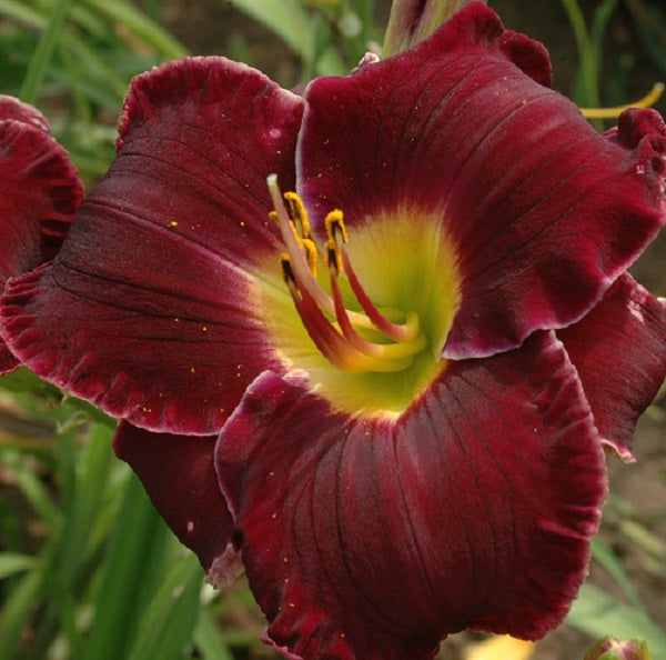 Noble Lord is a midseason, dark purple self daylily from Sterrett Gardens awarded Honorable Mention Award 2002