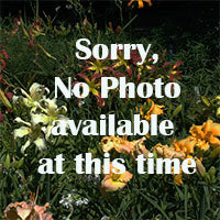Playful Poly is a midseason, large, rose red daylily from Sterrett Gardens that is double(65%)